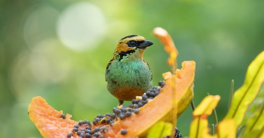 Dwight Howard Wisdom