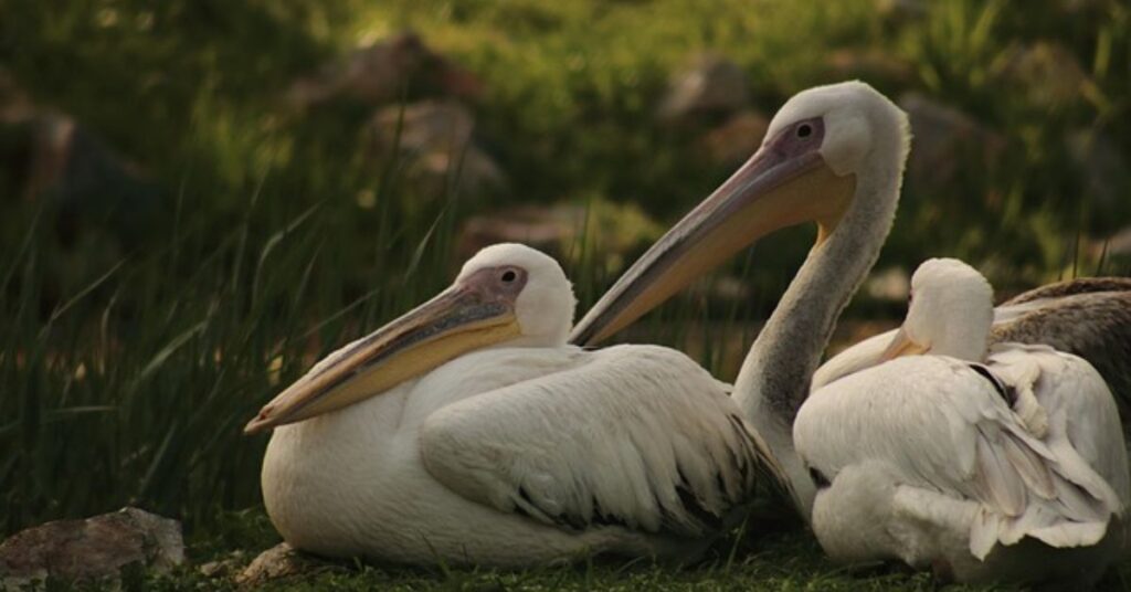 Adult Life Lessons from Uramichi-Oniisan